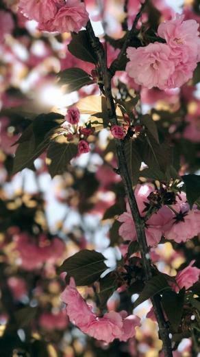iPhone Apps That Will Make Women S Lives Easier Floral