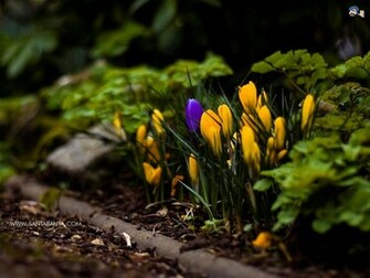 Flowers Wallpaper