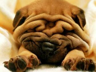 Shar Pei Pets Lovely Gamer Widescreen HD Desktop Image