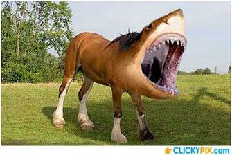 Shorse Sharks Because