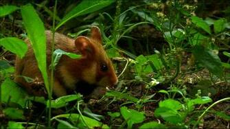 Animal Hamster Mouse Mice Jungle Forest Wallpaper HD