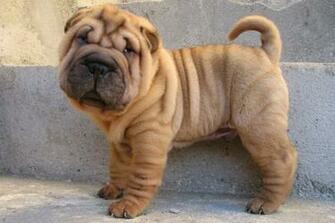 Shar Pei Wallpaper X Net
