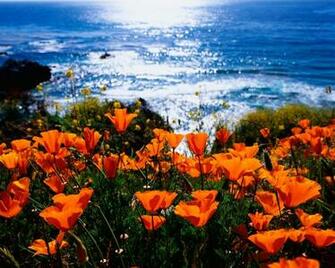 California Poppy Wallpaper X HD Res