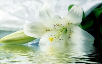 White Tiger Lily Flower Car Tuning