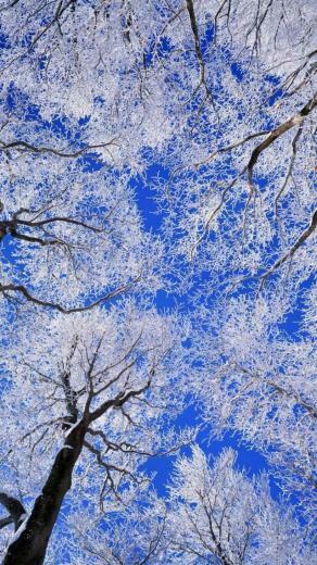 Winter iPhone Wallpaper Background
