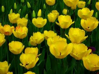 Yellow Tulip