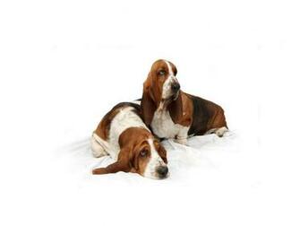 Basset Hound Wallpaper