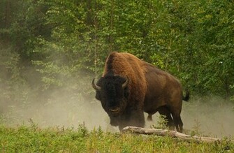 Animals Buffalo Wallpaper
