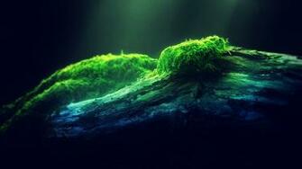 Depth Of Field Moss HD Wallpaper FullHDwpp Full