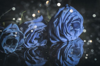 Blue Rose Wallpaper