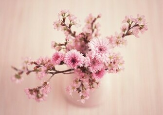 Soft Pink Wallpaper HD Desktopinhq