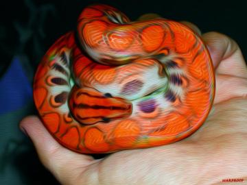 Rainbow Boa HD Wallpaper Background Image
