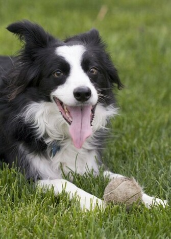 Border Collie Panting Jpg