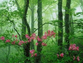 Spring Garden Desktop Wallpaper HD Background Of Your
