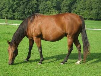 Horse Pictures Image Wallpaper Photos American Quarter