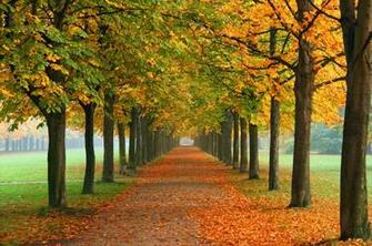 Wallpaper And Fall Background For Your Computer Desktop Find