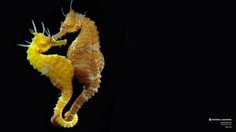 Lined Seahorse