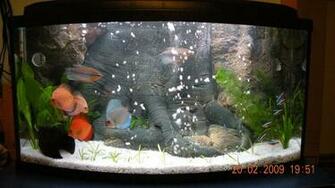 Amazon Tree 3d Aquarium Background For Fish And Reptiles