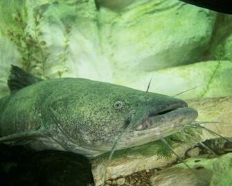 Wallpaper Flathead Catfish