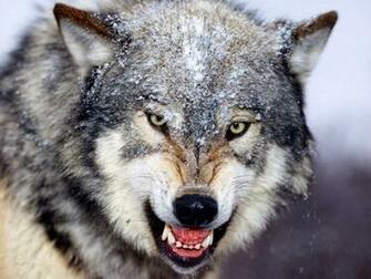 HD Mad Wolf Wallpaper Screen Savers