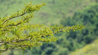 Wallpaper Id Countryside Day Environment Tree Focus