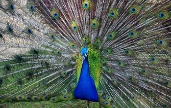 Wallpaper Peacock Bird Feather Tail Animals
