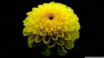 Dahlia Flowers Wallpaper