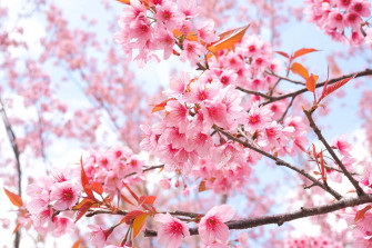 Sakura Pc Wallpaper