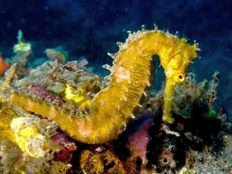 Sea Horse Wallpaper Animals Library