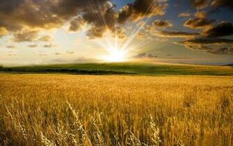 Fields Wallpaper Landscape