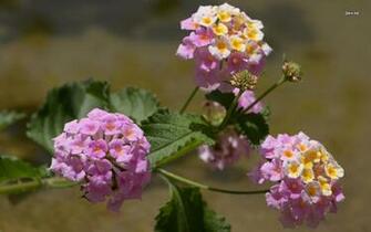 Pink And Yellow Lantana Wallpaper
