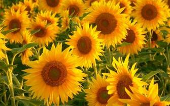 Flowers Wallpaper HD High