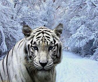 White Tiger Live Wallpaper Android Apps On Google Play