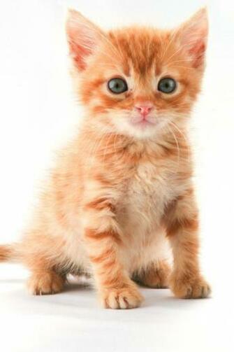 Cute Kitty iPhone Wallpaper