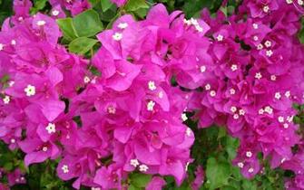 Bougainvillea Fuschia Color Tropical Wallpaper