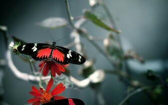 Butterfly Wallpaper HD