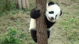 Baby Panda Wallpaper