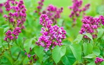 Spring Green Leaves Lilac Flowers Wallpaper