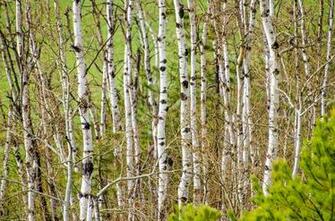 Aspen Trees Tree Grove Background Photo On