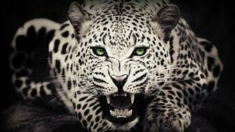 Animals Wallpaper HD