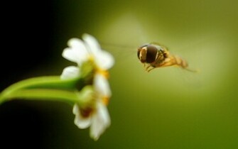 Bee On Flower Wallpaper HD