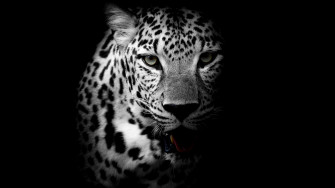 Black Leopard Background Wallpaper