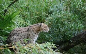 Widescreen Desktop Wallpepers HD Tigers And Lions Wallpaper