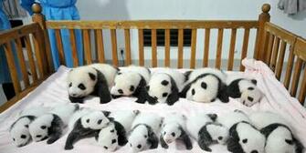 Baby Panda Wallpaper For Laptops Amazing Wallpaperz