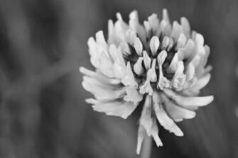Clover Photos Desktop Background Wallpaper