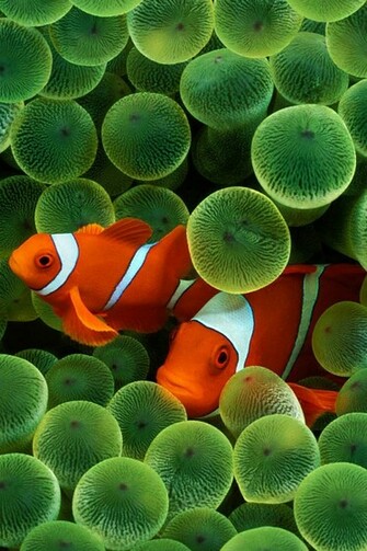 Free download clown fish wallpaper [1280x1024] for your Desktop, Mobile