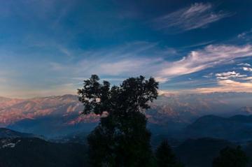Green Tree Photo Dalhousie Image