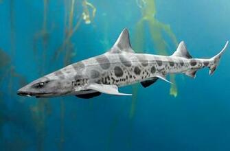Leopard Shark Wallpaper X Net