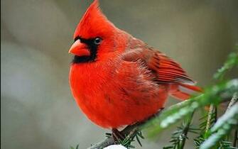 Cardinal Wallpaper Release Date Price And Specs