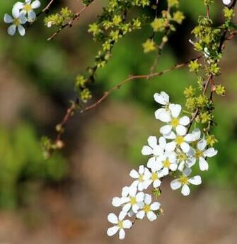 Simplicity By Pistos Caedes Desktop Wallpaper